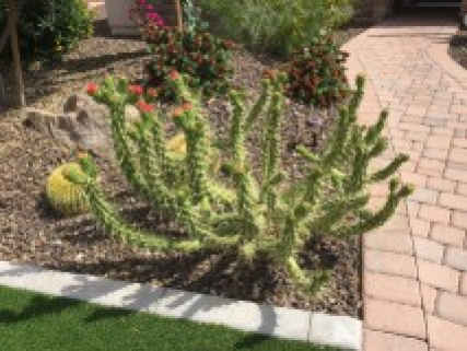 Cactus Phoenix